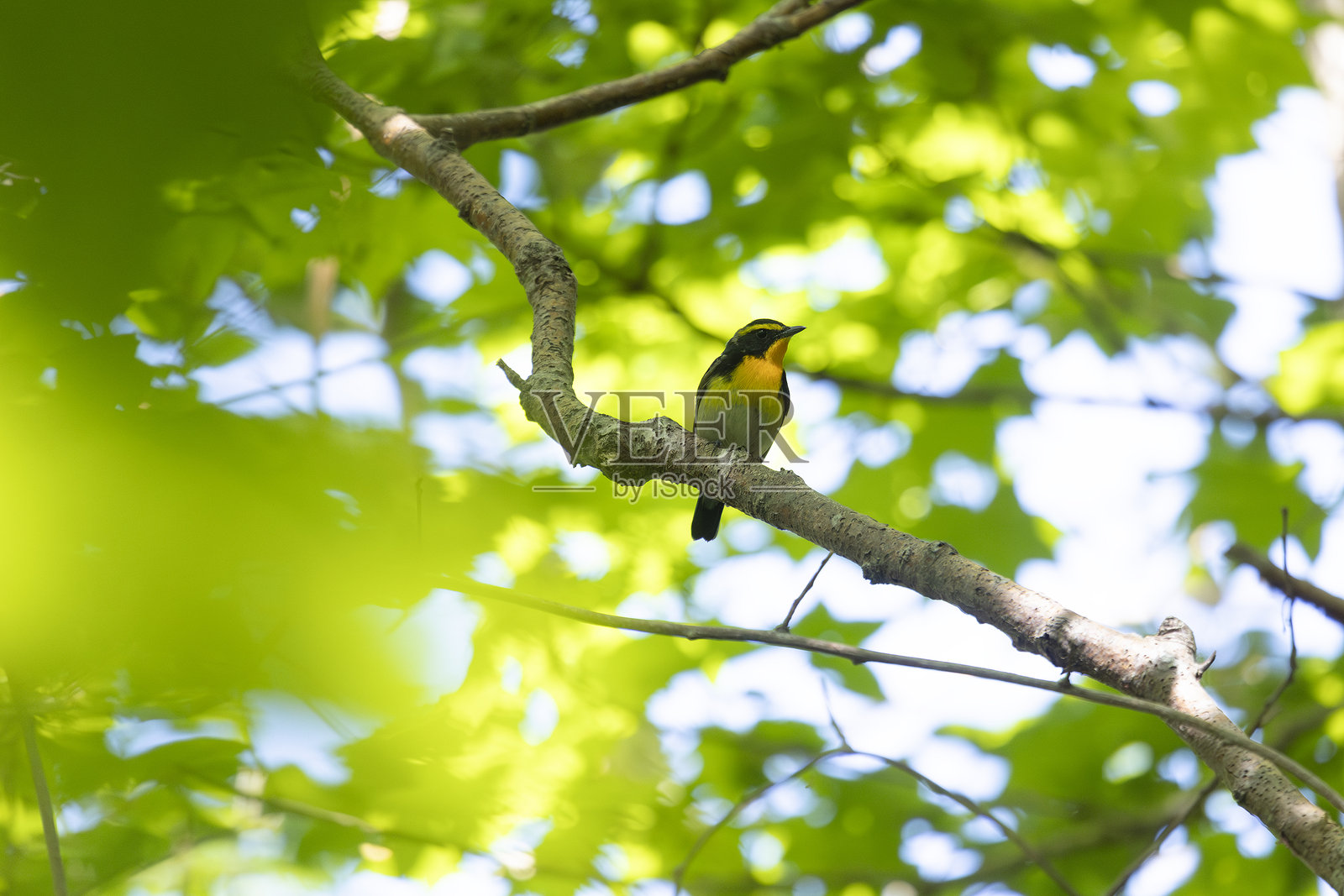 一株日本鹟（Ficedula narcissina）栖息在树枝上的特写镜头照片摄影图片