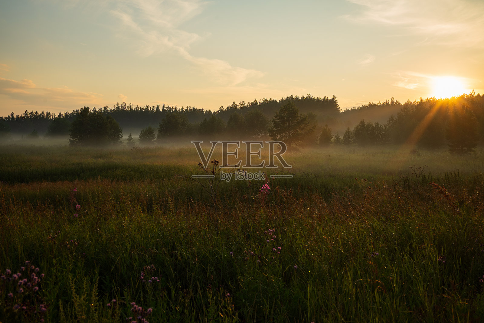 夕阳下的薄雾草地与森林照片摄影图片