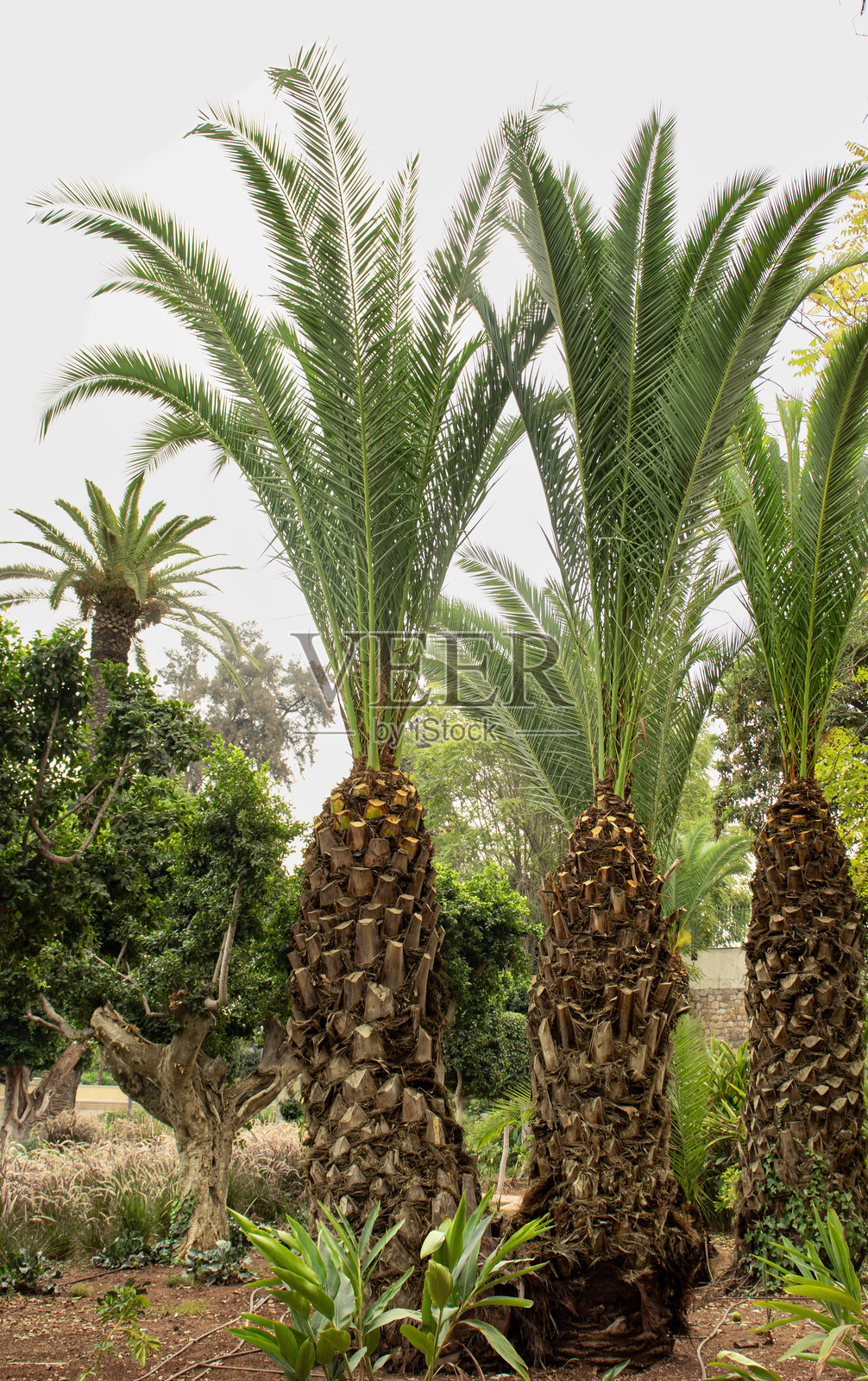 摩洛哥花园里的高耸棕榈树照片摄影图片