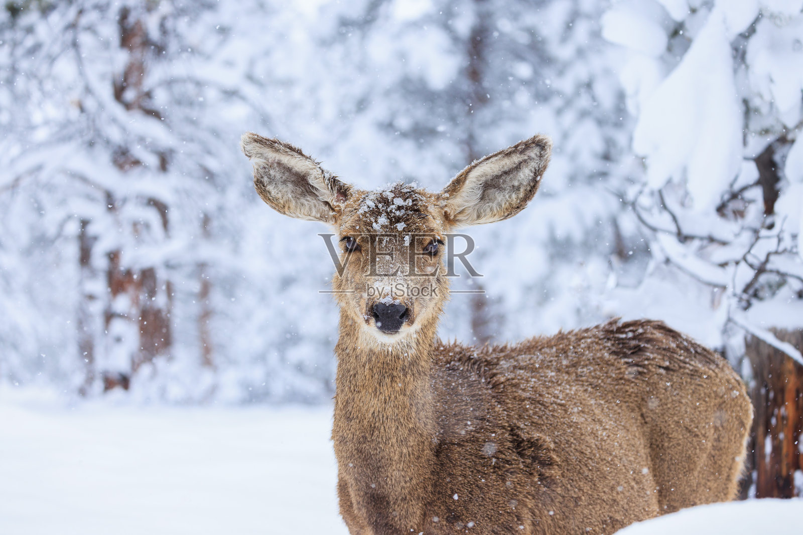 雪中警觉的骡鹿母鹿特写照片摄影图片