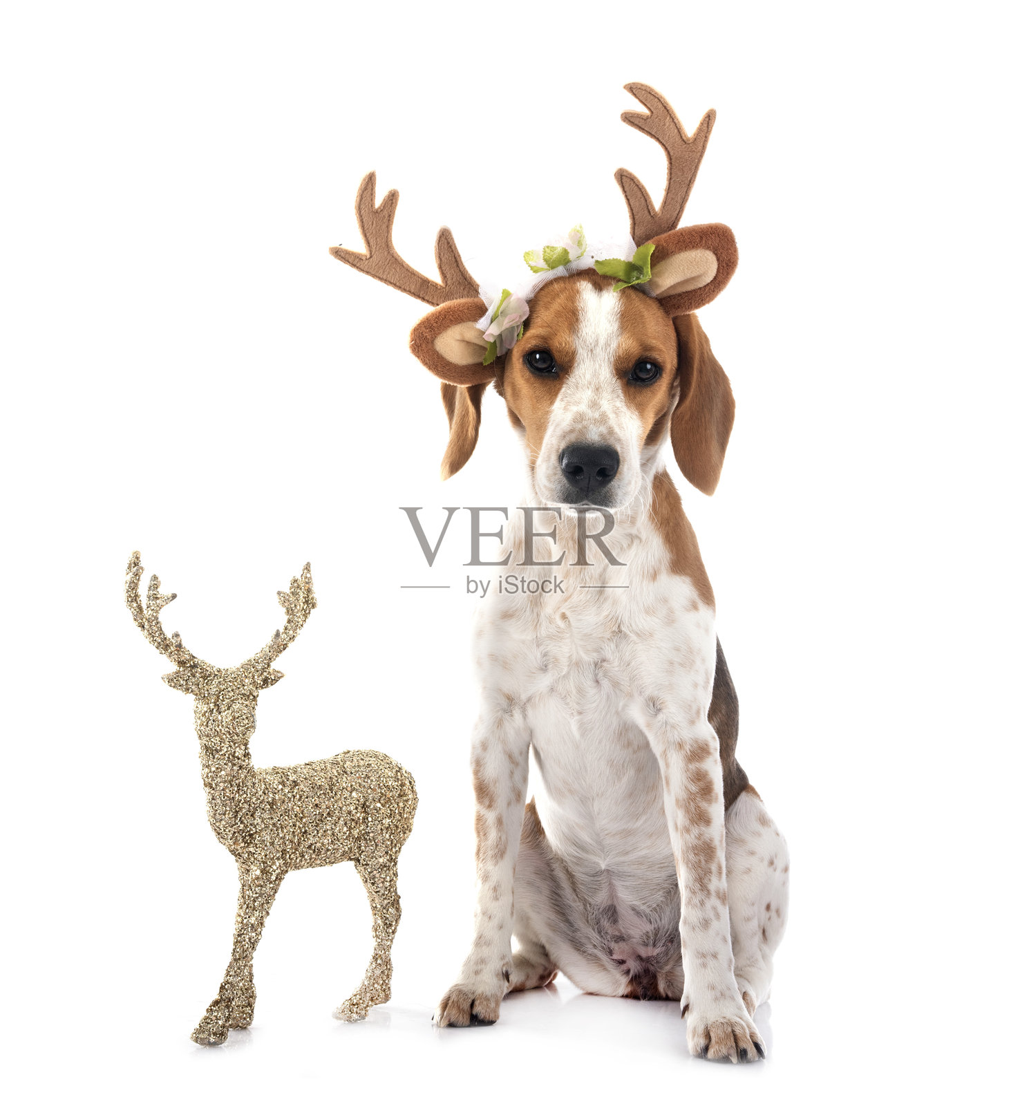 工作室里的年轻比格犬照片摄影图片