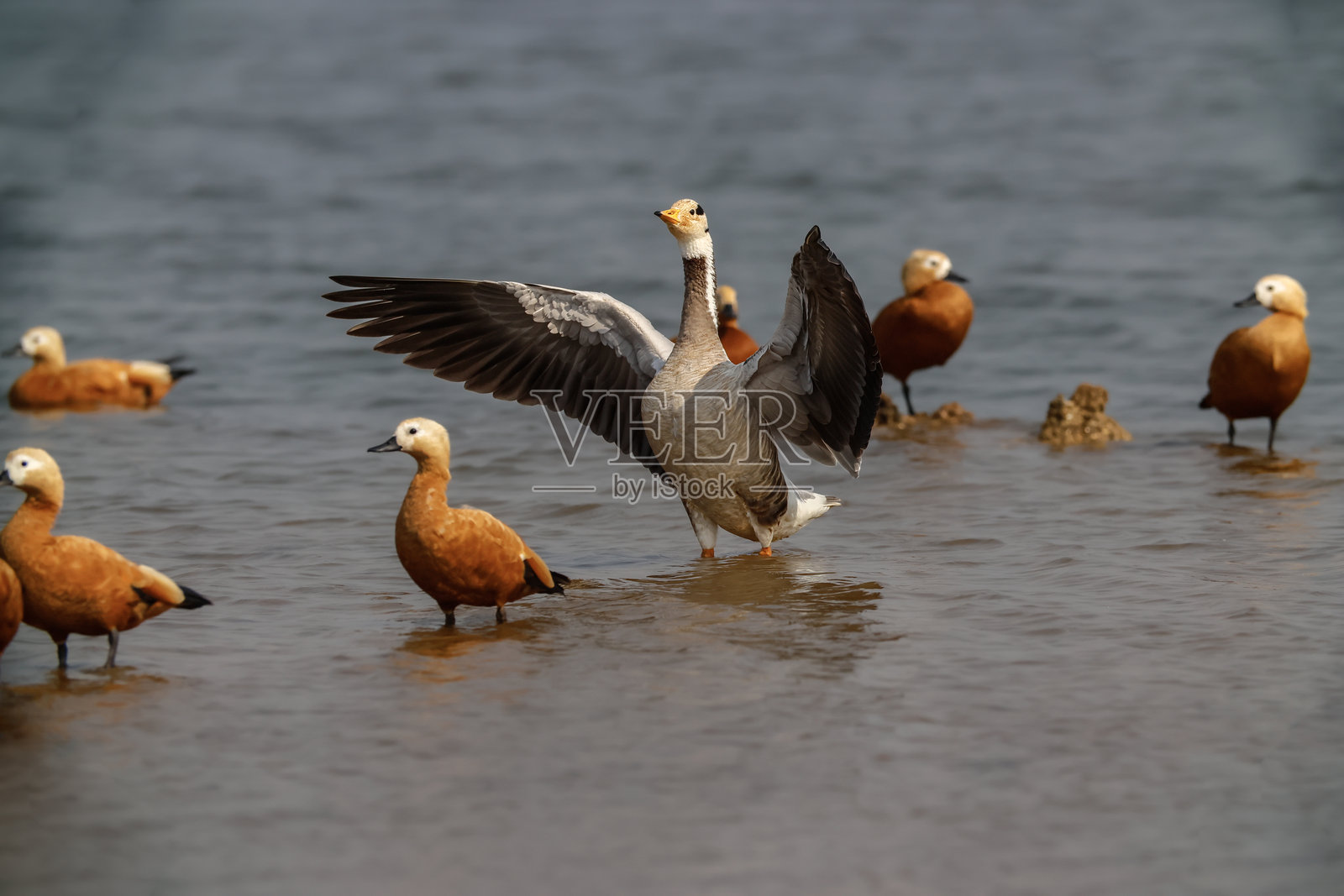 在泰国浅湖中，斑头雁在赤膀鸭中展翅照片摄影图片
