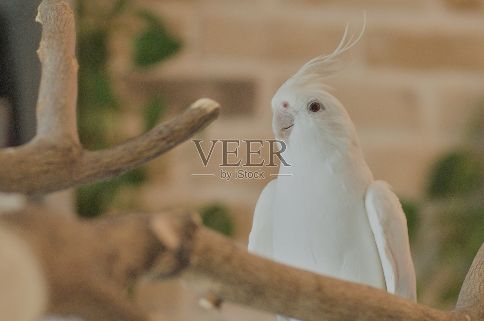 白脸玄凤鹦鹉栖息在室内木枝上照片摄影图片