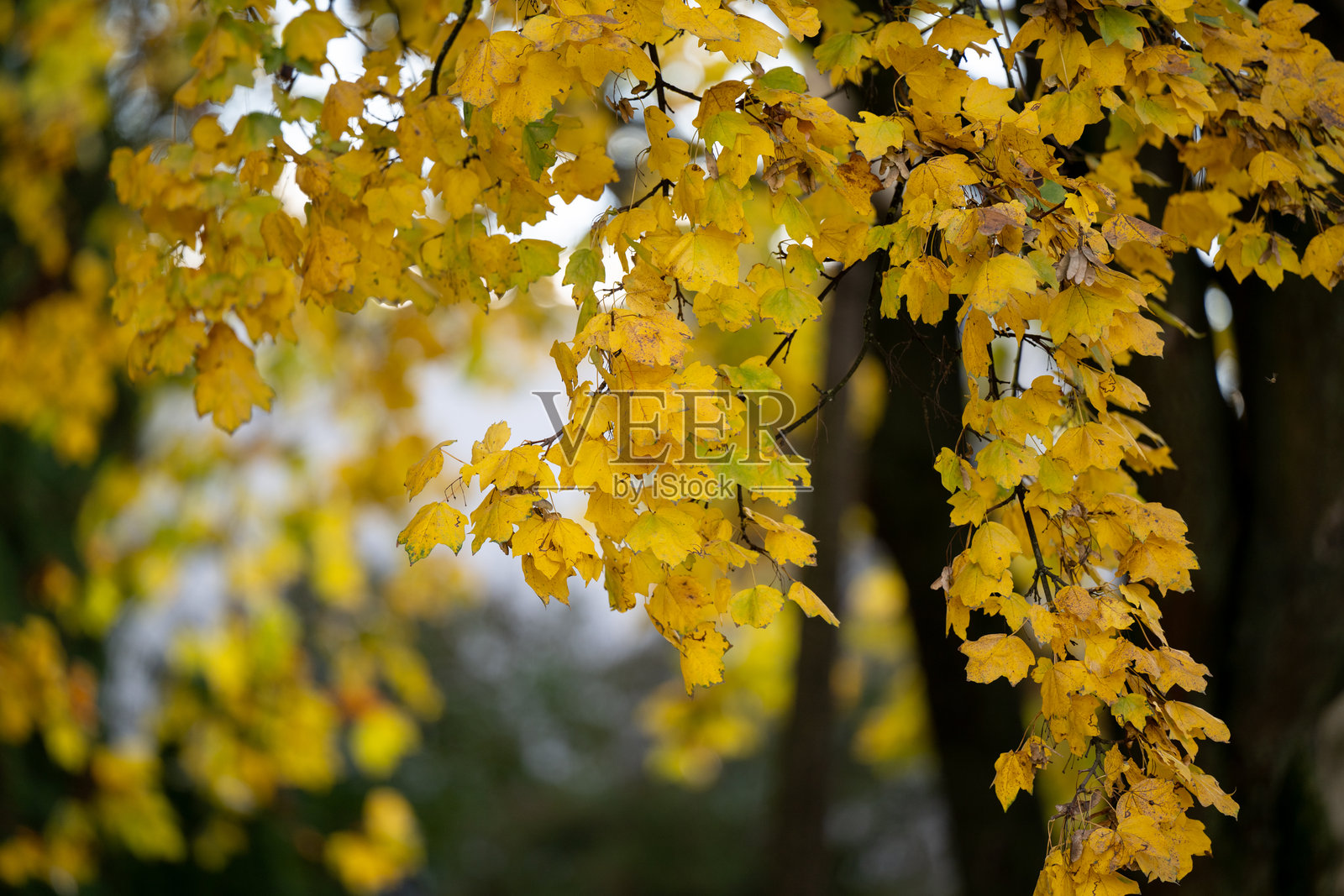阳光照耀下的金色秋叶照片摄影图片