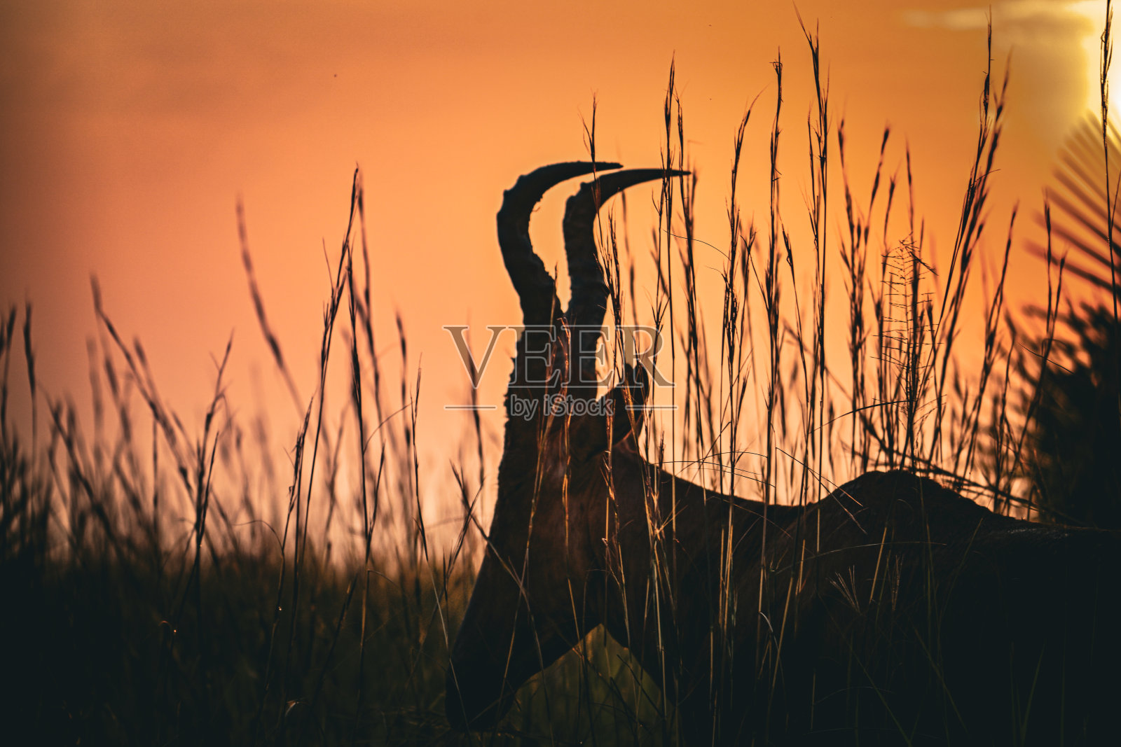 乌干达赤羚在乌干达默奇森瀑布国家公园的日落剪影照片摄影图片