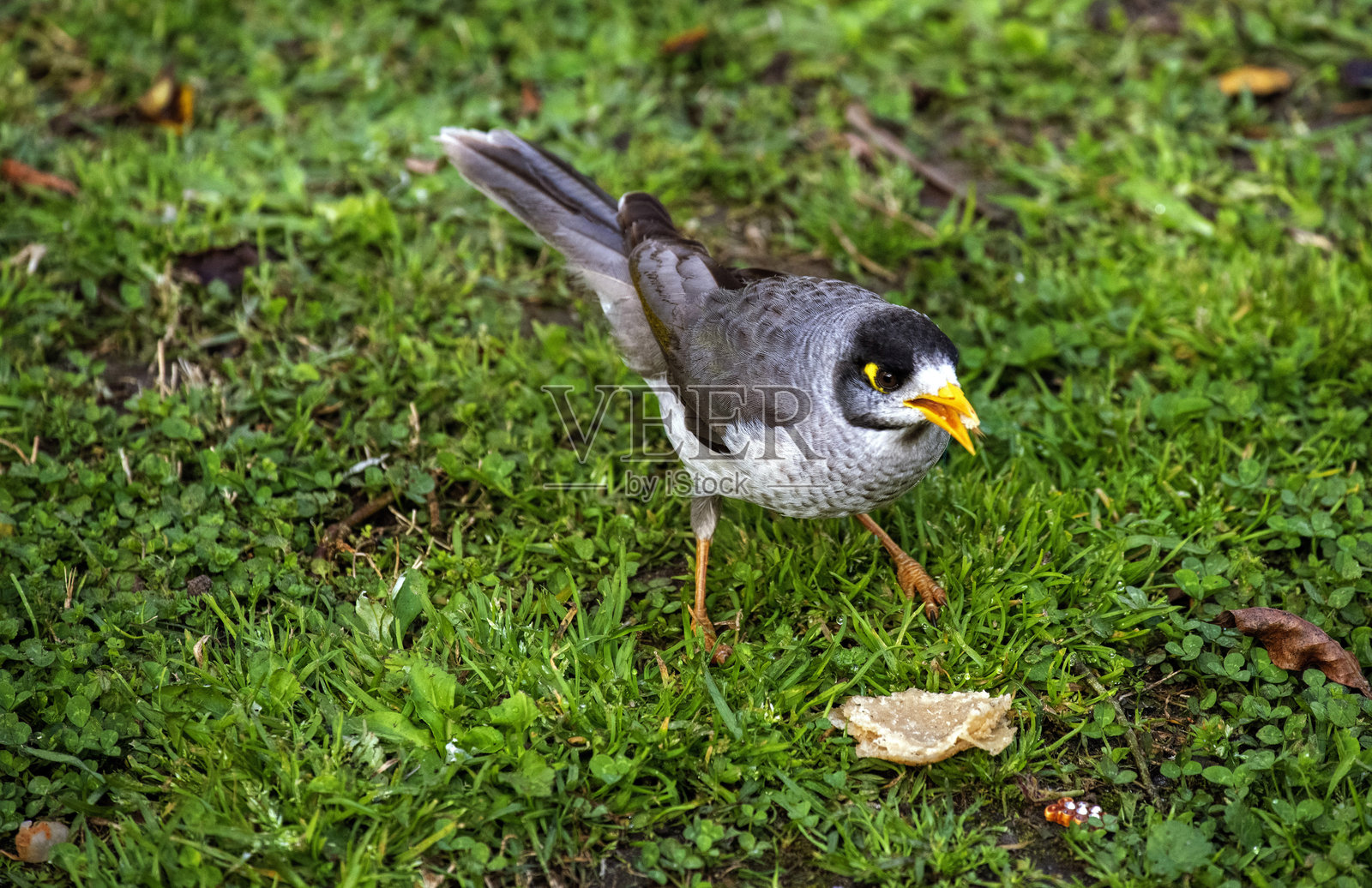 澳大利亚噪叭鸟 (Manorina melanocephala)照片摄影图片