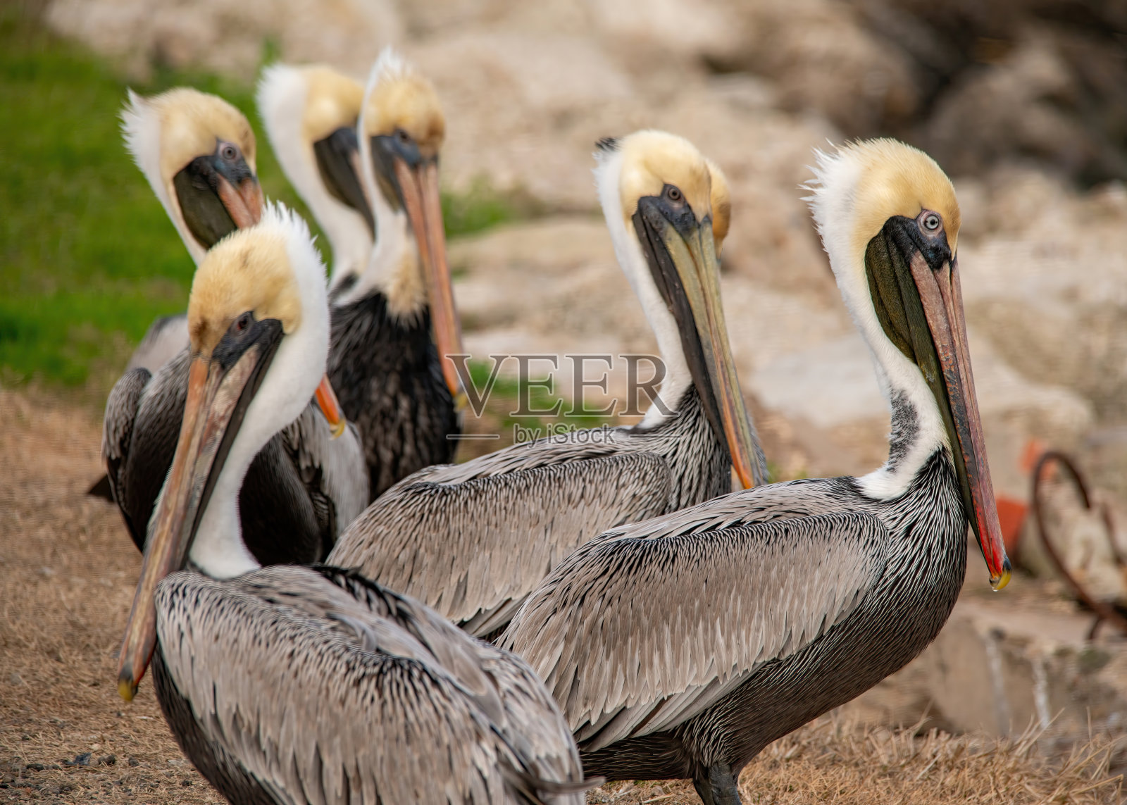 褐鹈鹕照片摄影图片