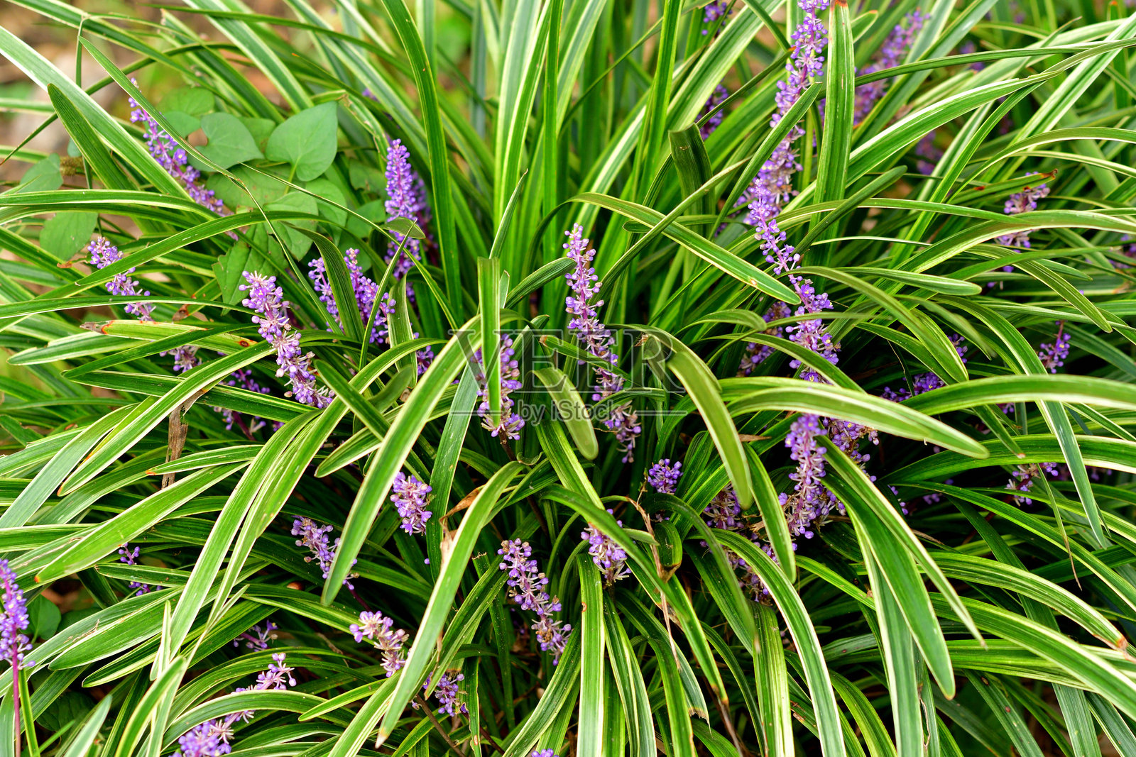 麦冬/铃兰草/猴子草：常绿叶片，淡紫色花朵的小型草本多年生植物照片摄影图片