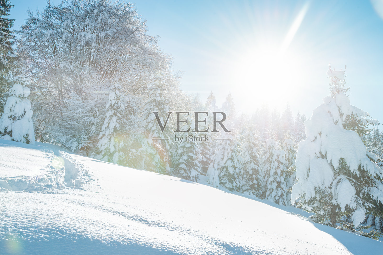 阳光明媚的冬日雪景，树木被白雪覆盖照片摄影图片