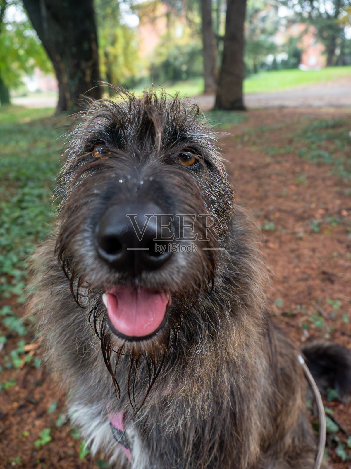 爱尔兰猎狼犬在户外玩耍，展示其蓬松的毛发纹理和湿漉漉的粉色舌头及可见的水滴，捕捉了宠物快乐玩耍的瞬间照片摄影图片