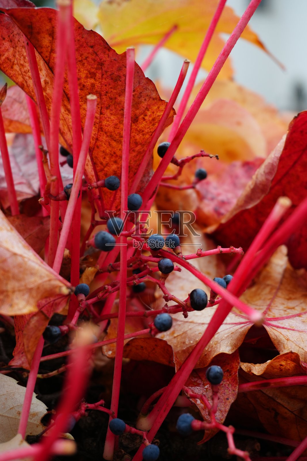 自然照片摄影图片