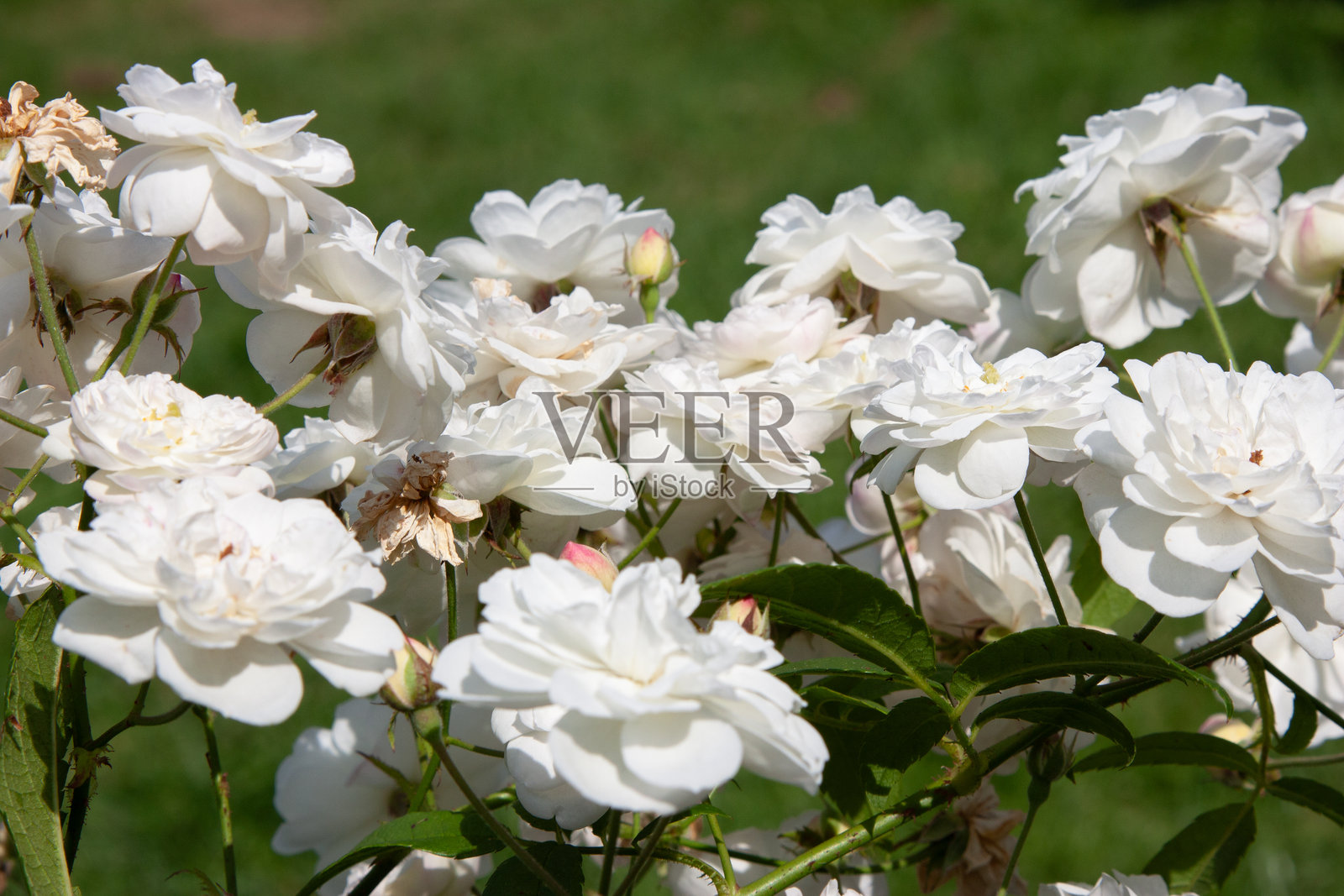 白色的花。奶油色玫瑰花特写。白色的茶玫，金色花心，柔和的阴影。夏季花园中壮观的开花灌木，光影交错，美不胜收。照片摄影图片