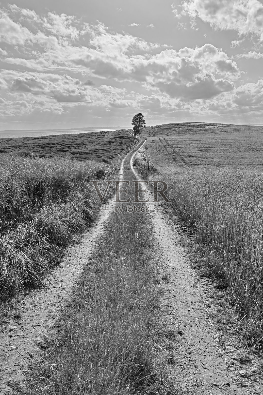 一张黑白照片，展示了一条延伸至地平线的乡村小路，路旁有一棵孤零零的树，天空布满云彩。照片摄影图片