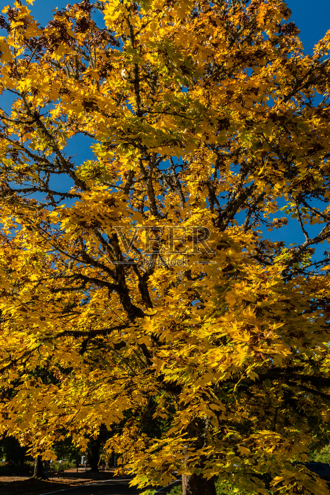 秋天的枫树照片摄影图片