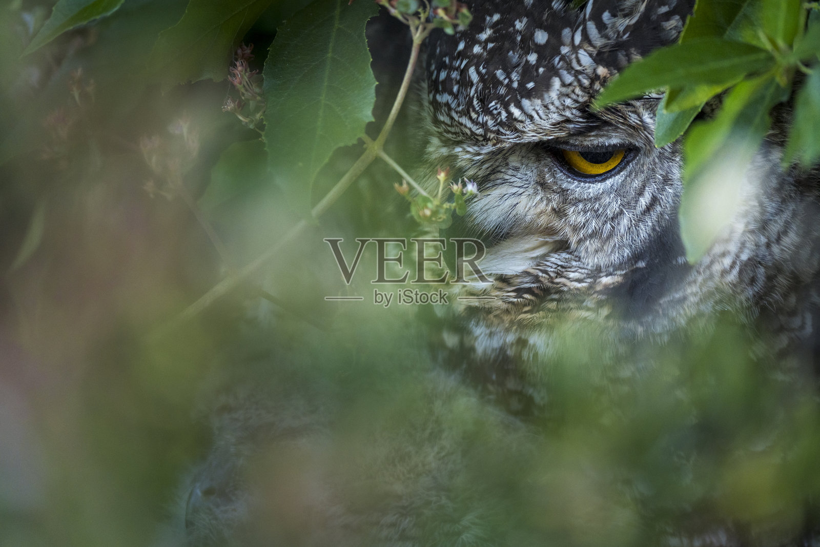 一只斑点雕鸮（Bubo africanus）栖息在南非西开普省开普敦的克斯滕博世国家植物园茂密的灌木丛中，眼神凶狠。这种夜行性鸟类捕食者生活在其自然栖息地。照片摄影图片