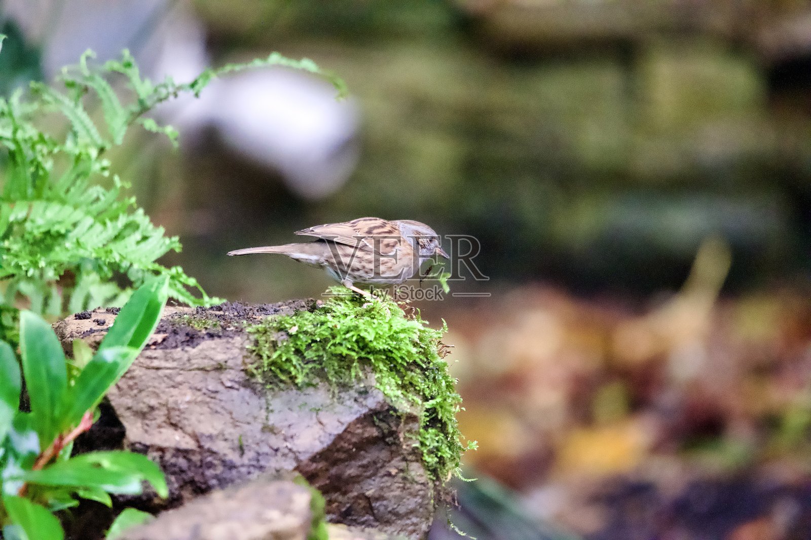 栖息在长满苔藓的岩石上的花园鸟——鹪鹩照片摄影图片
