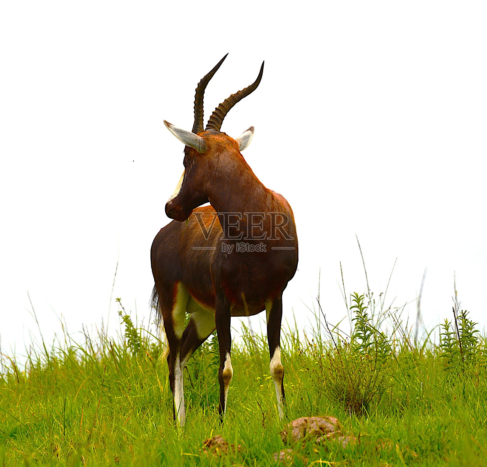 南非塔拉游戏保护区 2照片摄影图片