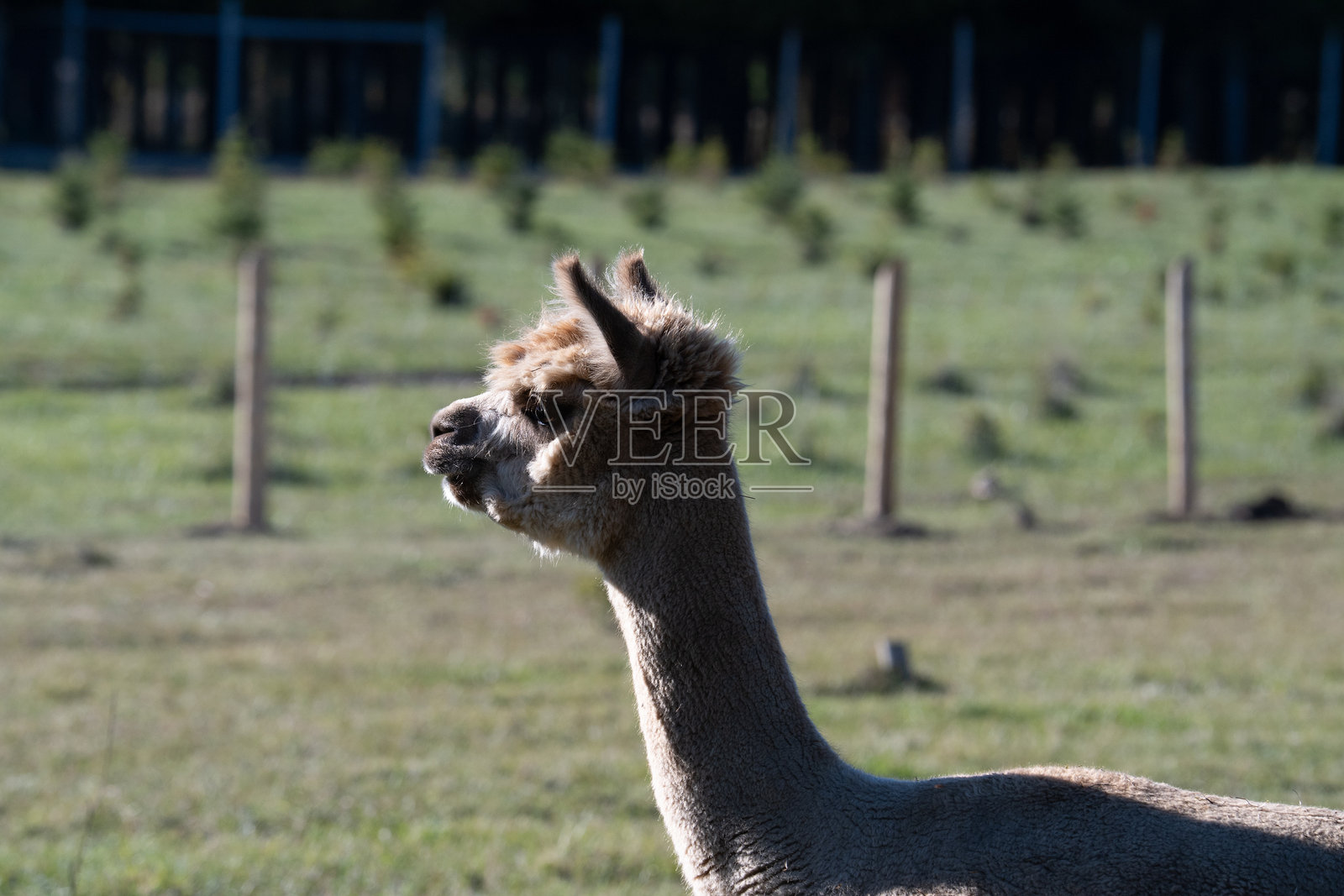 羊驼照片摄影图片
