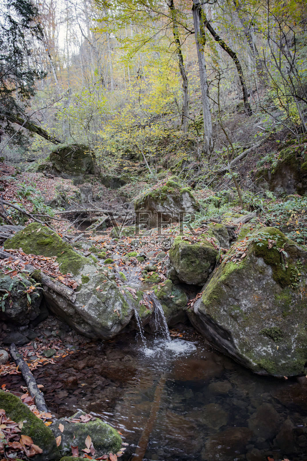 秋日里美丽的魔法森林照片摄影图片