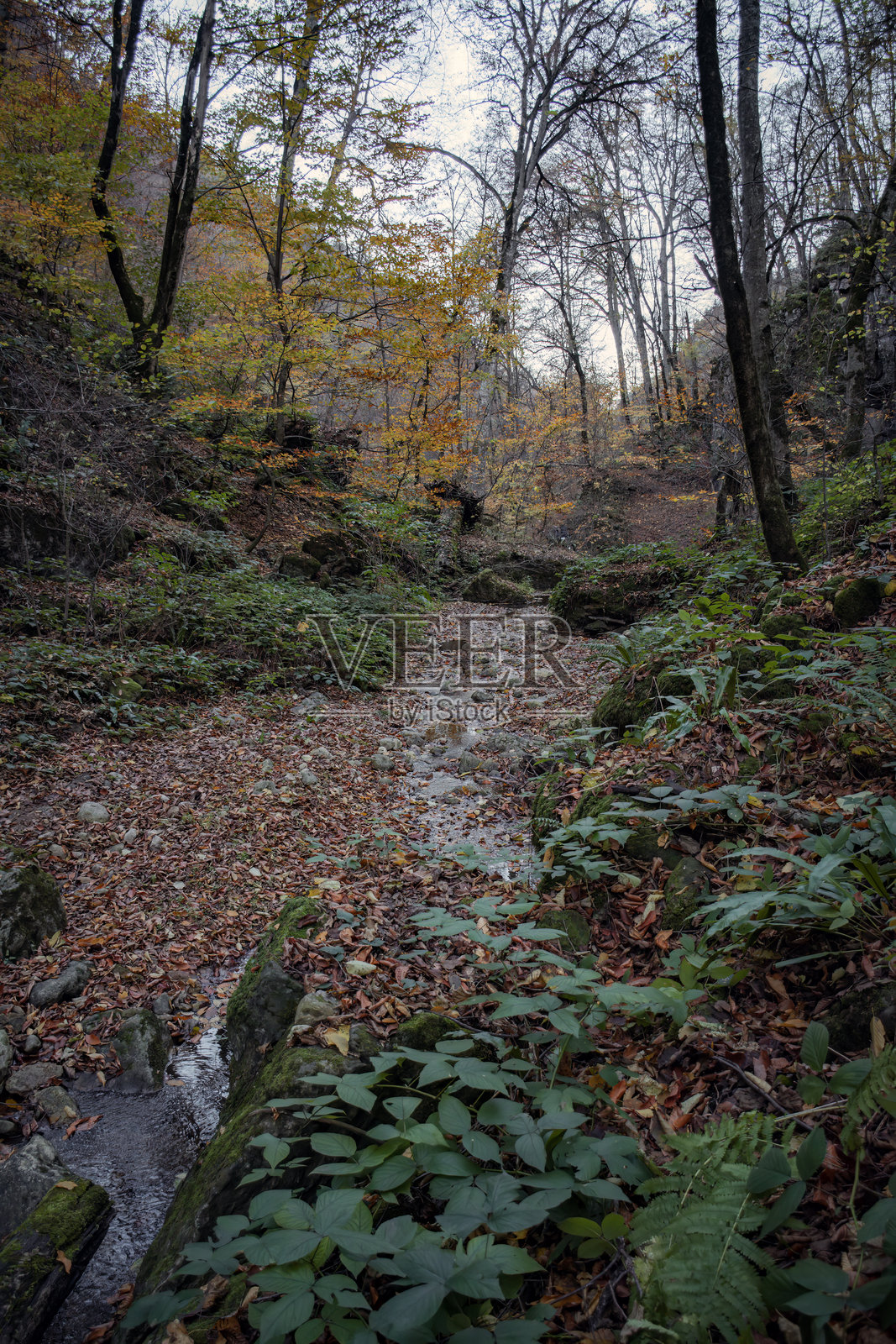 秋季美丽的魔法森林照片摄影图片