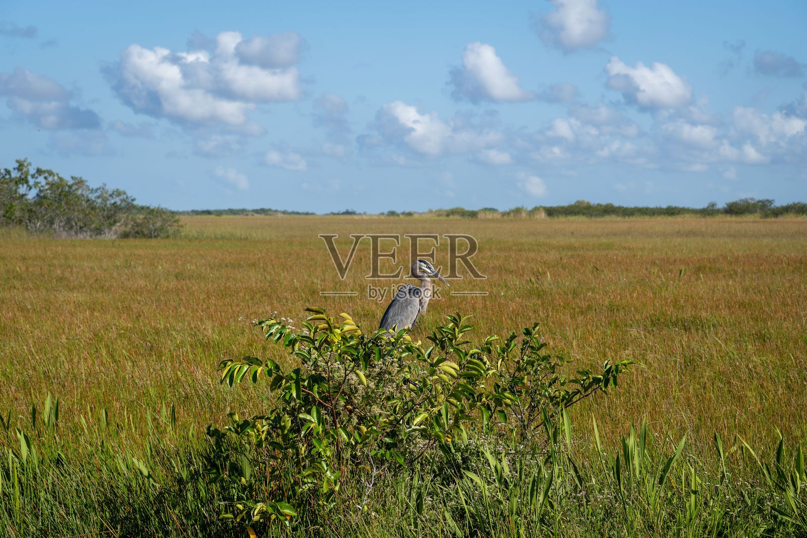 晴空下的湿地大蓝鹭照片摄影图片