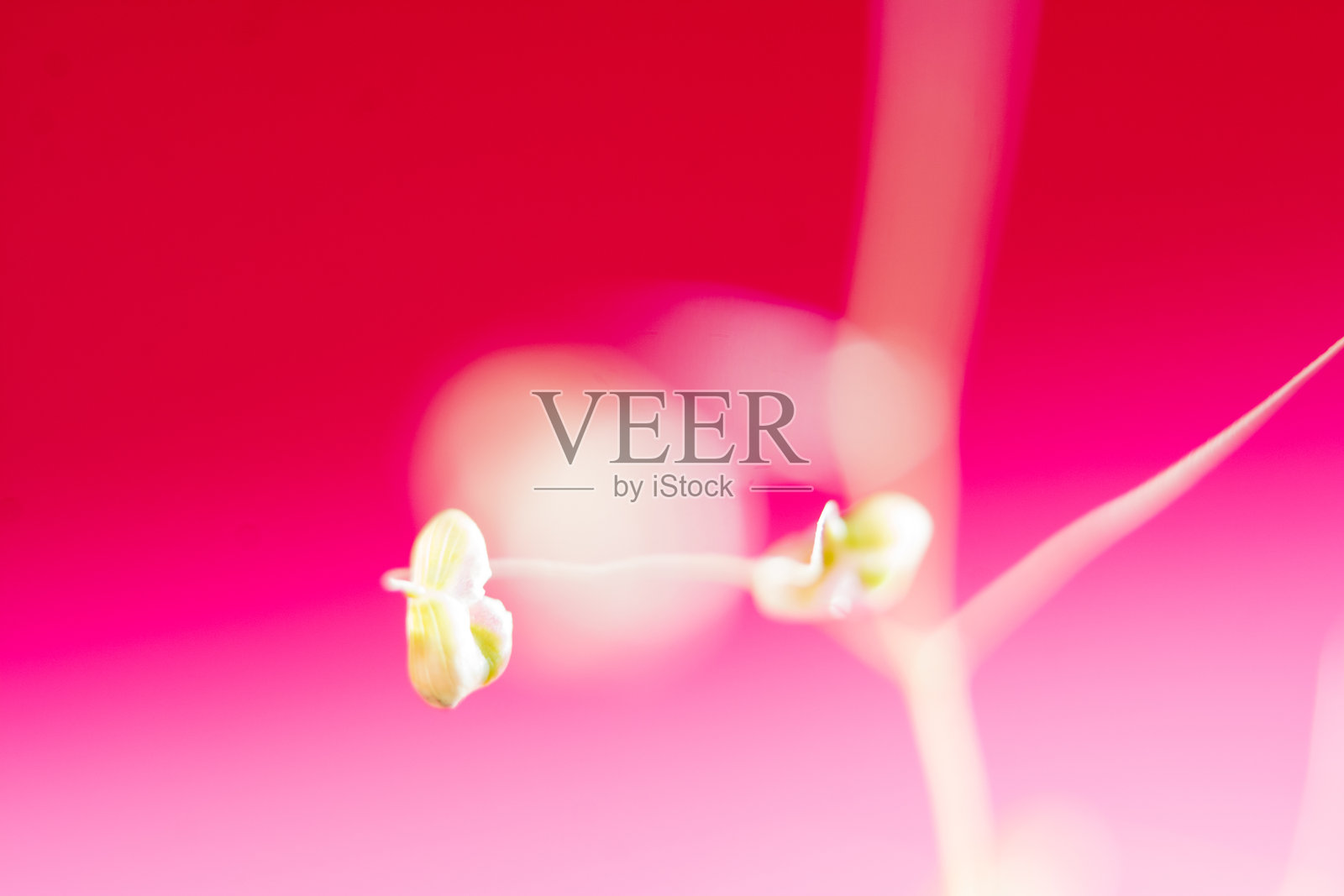 蛆花微距摄影照片摄影图片