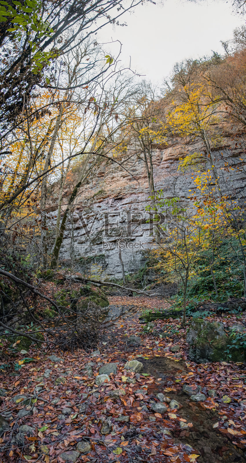 秋日里美丽的魔法森林照片摄影图片