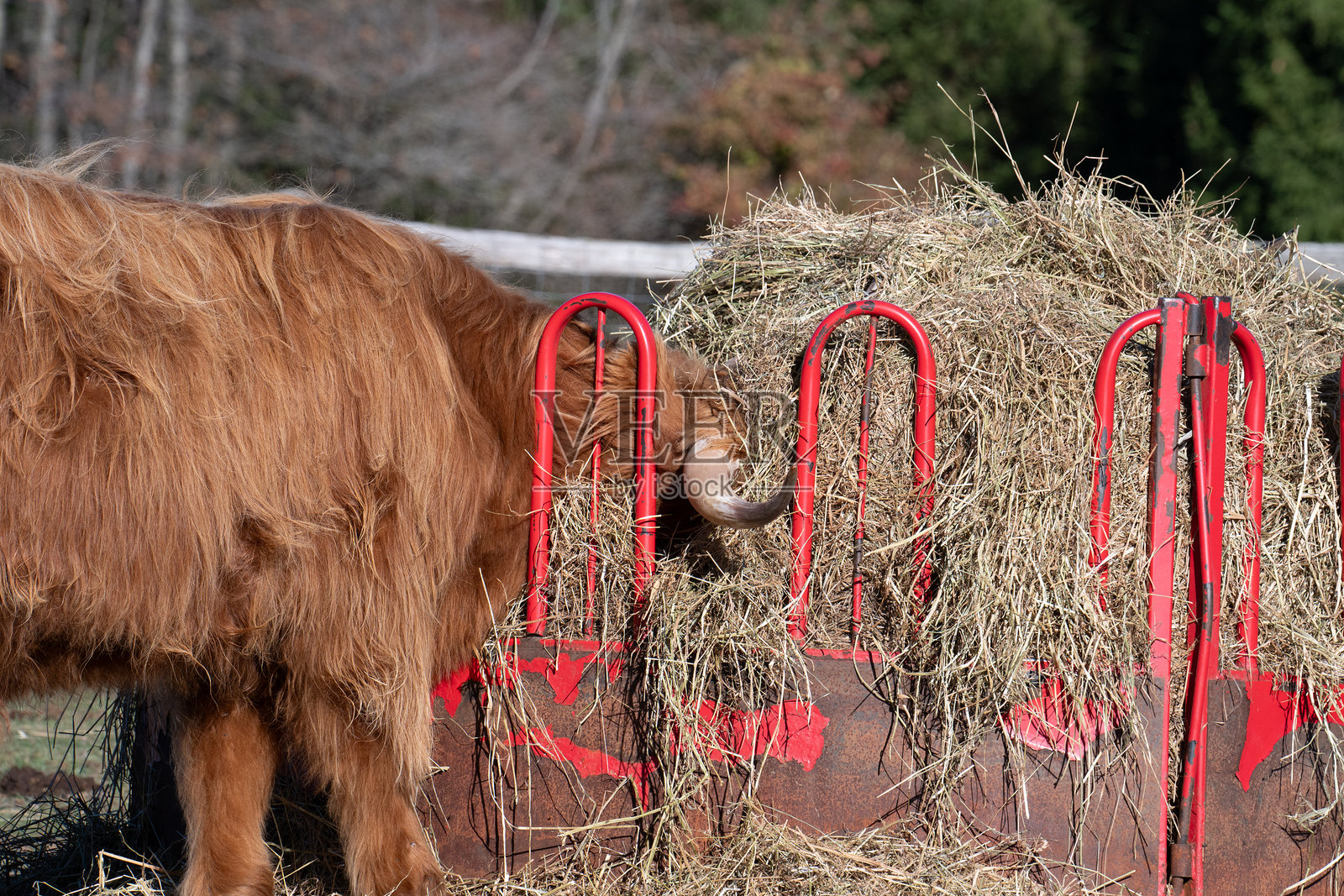 高地牛照片摄影图片