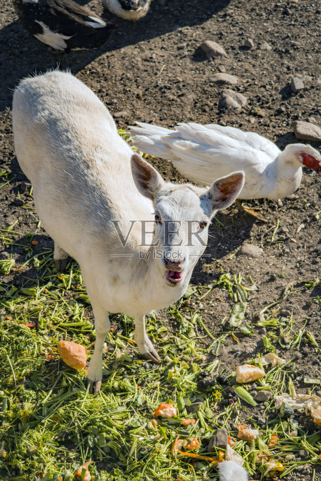 国家公园里的白鹿照片摄影图片