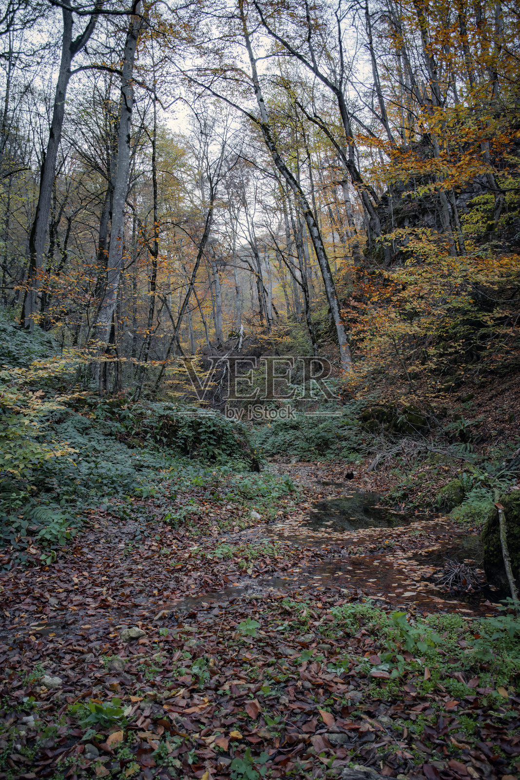 秋季美丽的魔法森林照片摄影图片