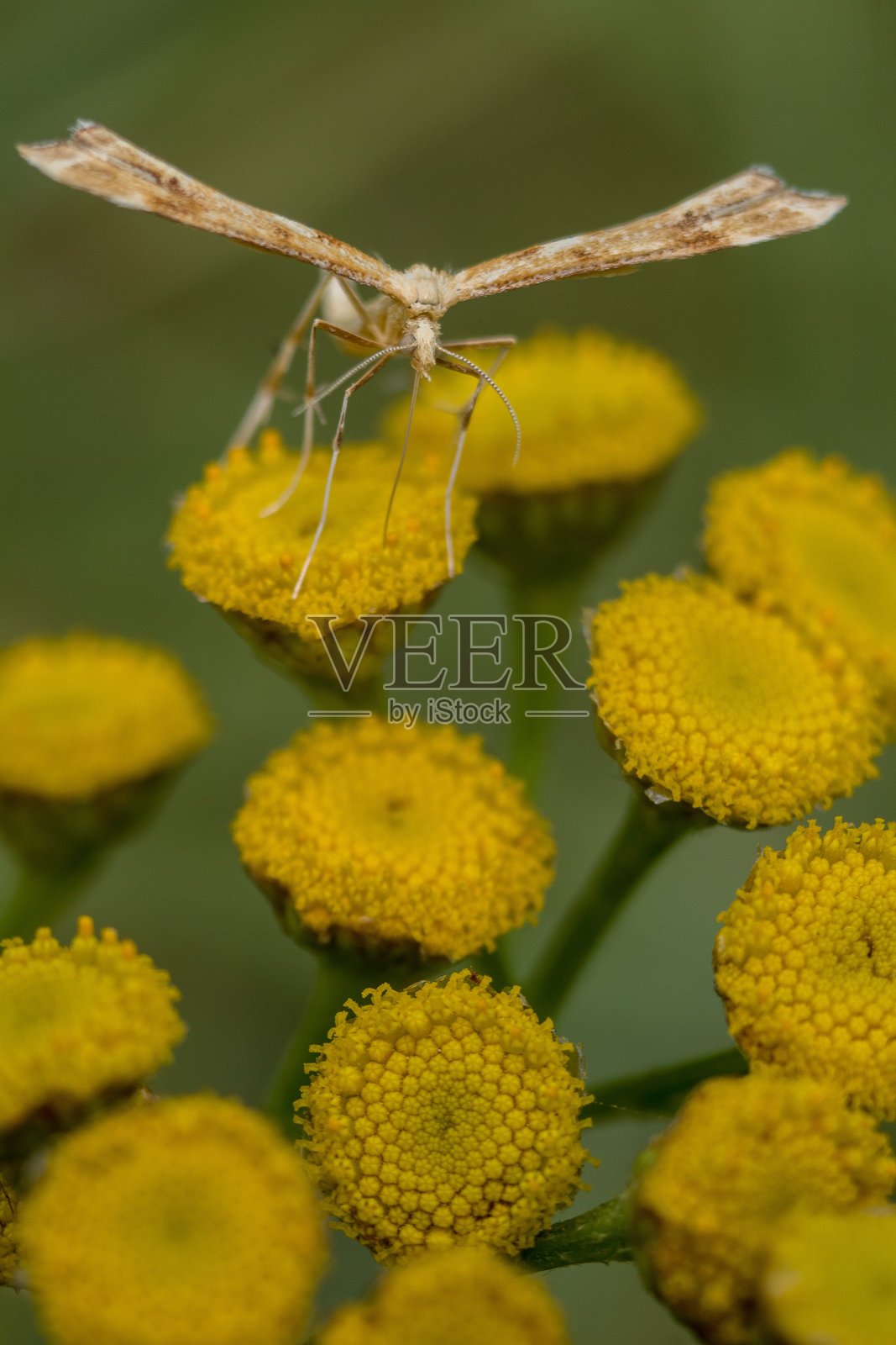 一只飞蛾停在花上照片摄影图片
