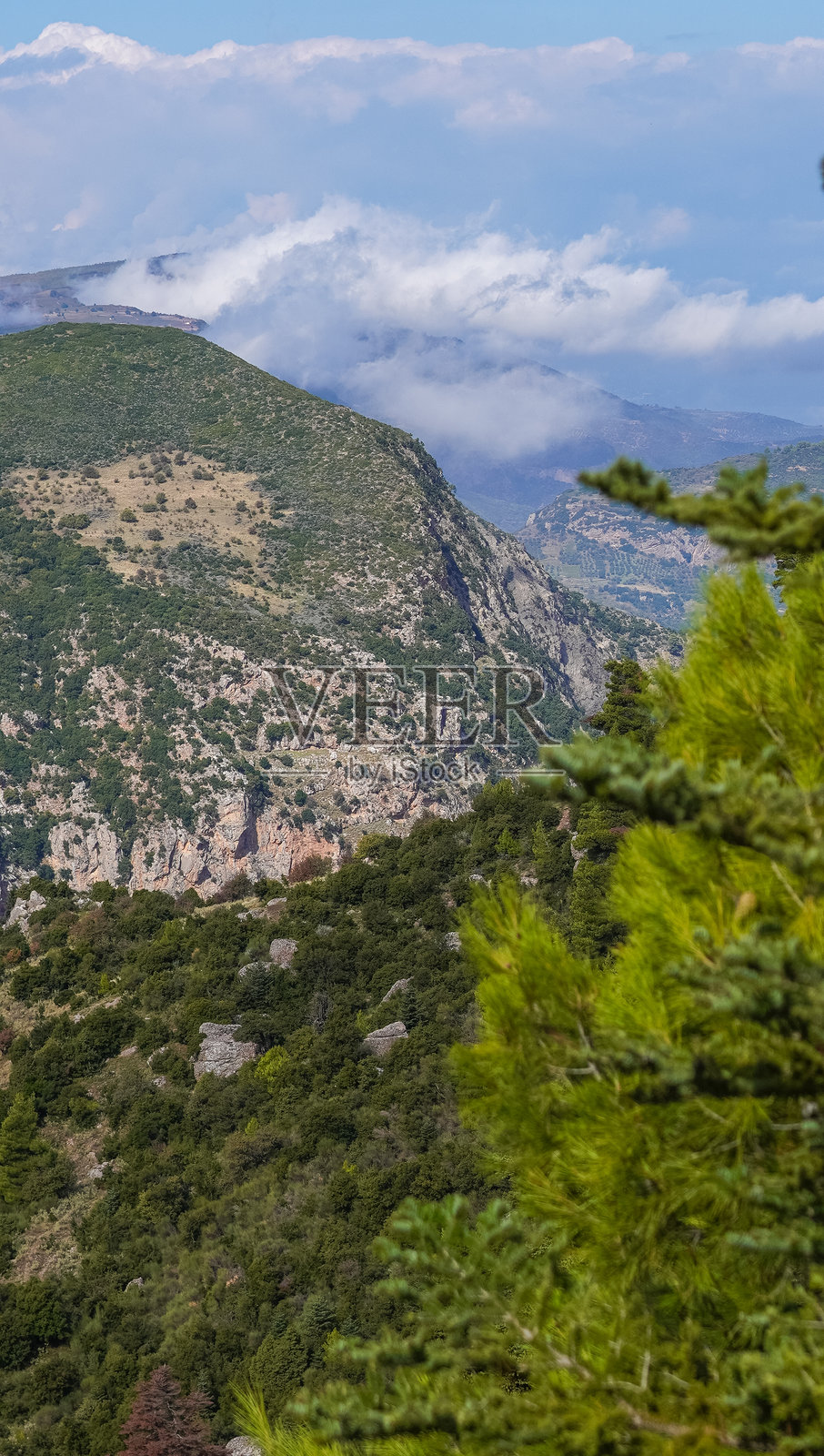 山坡上的绿树照片摄影图片