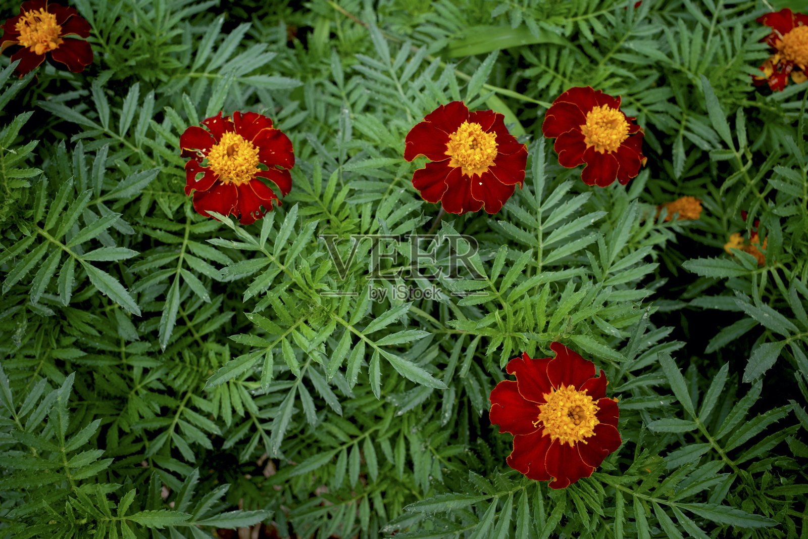 万寿菊（Tagetes patula）或法国万寿菊在绿叶间绽放照片摄影图片
