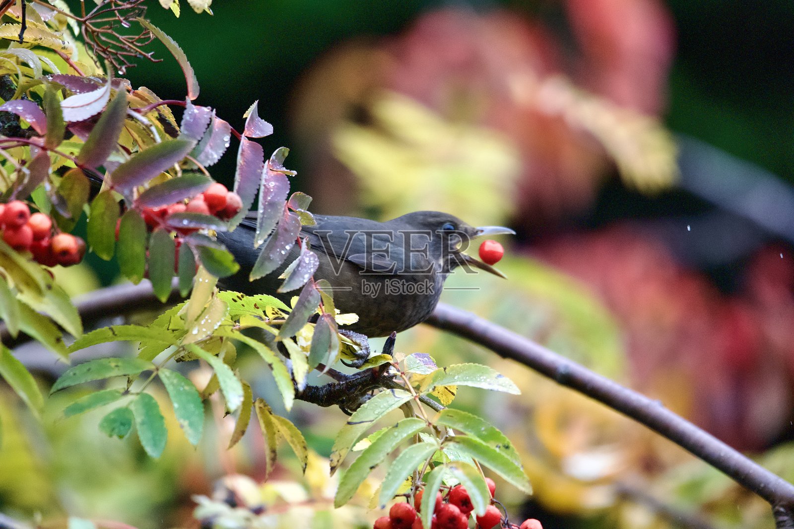 黑鸟在花园里吃着鲜红的罗文莓照片摄影图片