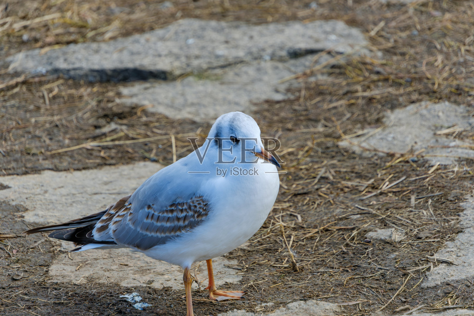海鸥站在地上照片摄影图片