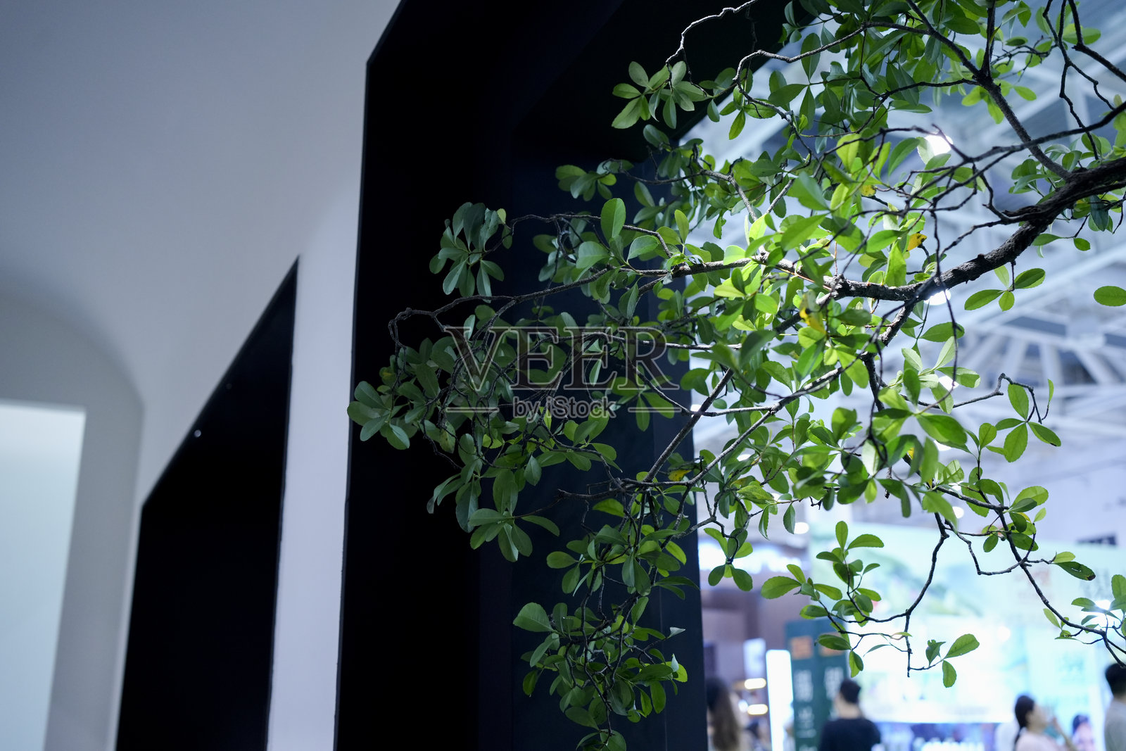 绿色的树枝透过窗户，绿色的建筑照片摄影图片