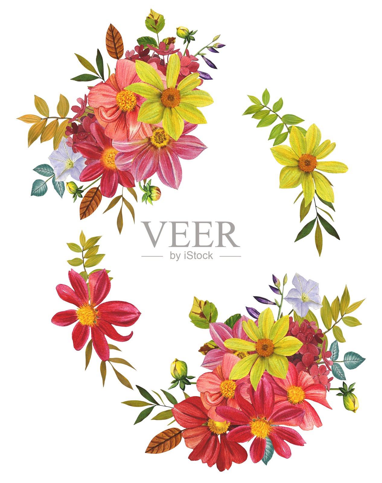 带有明亮大丽花和绿叶的鲜花花环。手绘水彩插画。插画图片素材