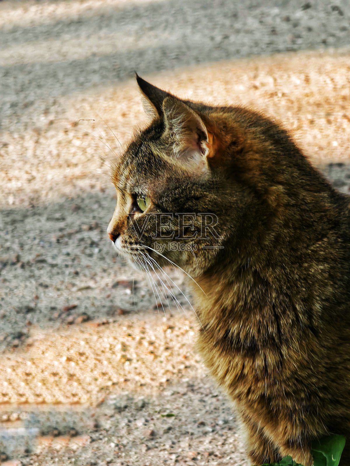阳光下的虎斑猫侧影照片摄影图片