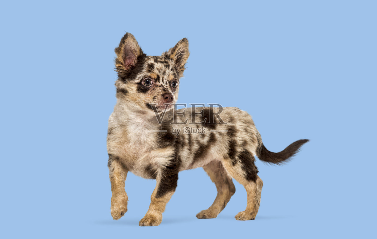 梅尔色吉娃娃幼犬，侧身站立，工作室拍摄照片摄影图片