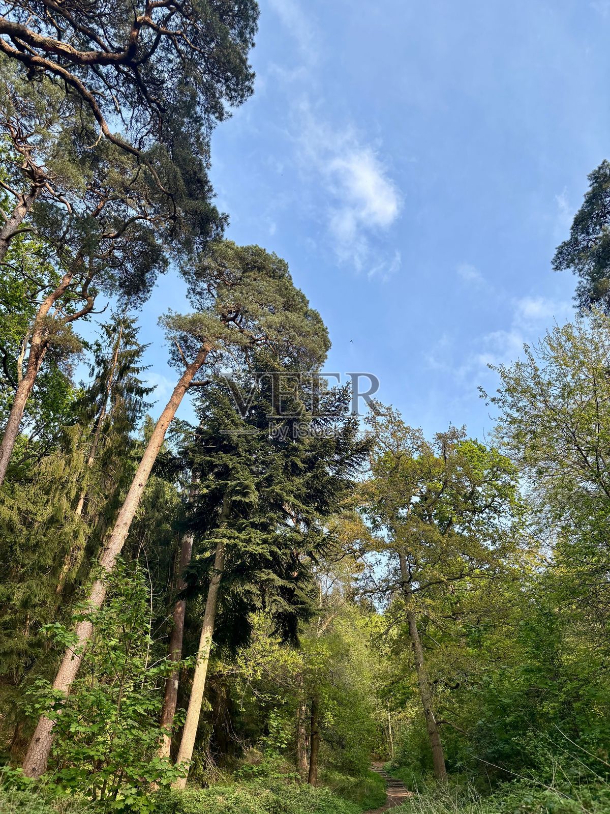 英国萨里郡吉尔福德的钱特里伍德高耸的树木与蓝天照片摄影图片