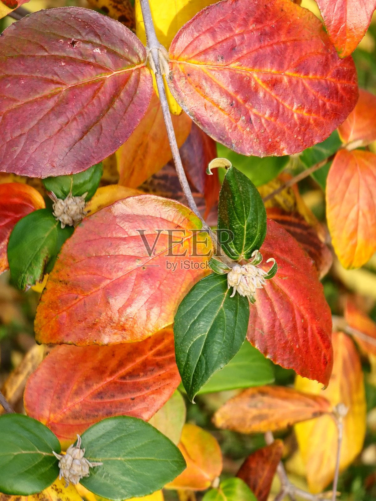 秋季的欧洲雪球树（Viburnum rhytidophyllum）红黄相间的叶子。选择性对焦。十月，欧洲雪球树（Viburnum rugosa）红黄绿叶子的特写。照片摄影图片