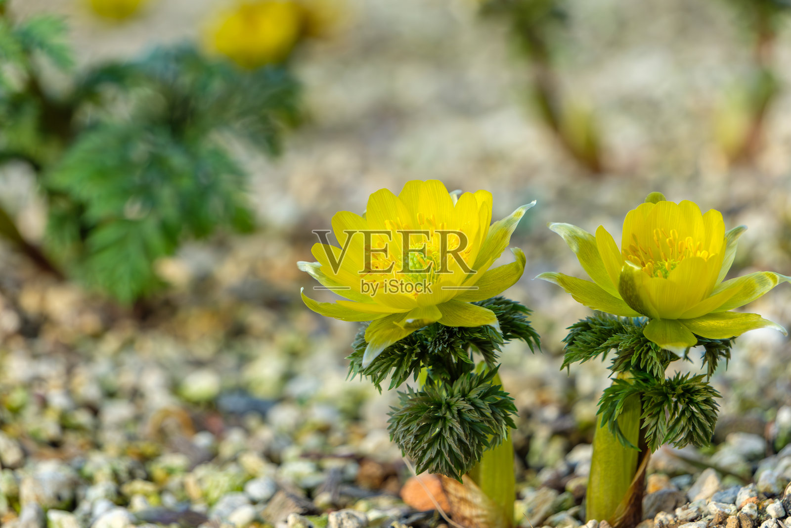 春季盛开的黄花风铃木照片摄影图片