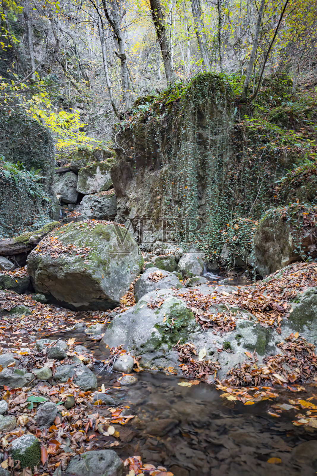 秋季美丽的魔法森林。照片摄影图片