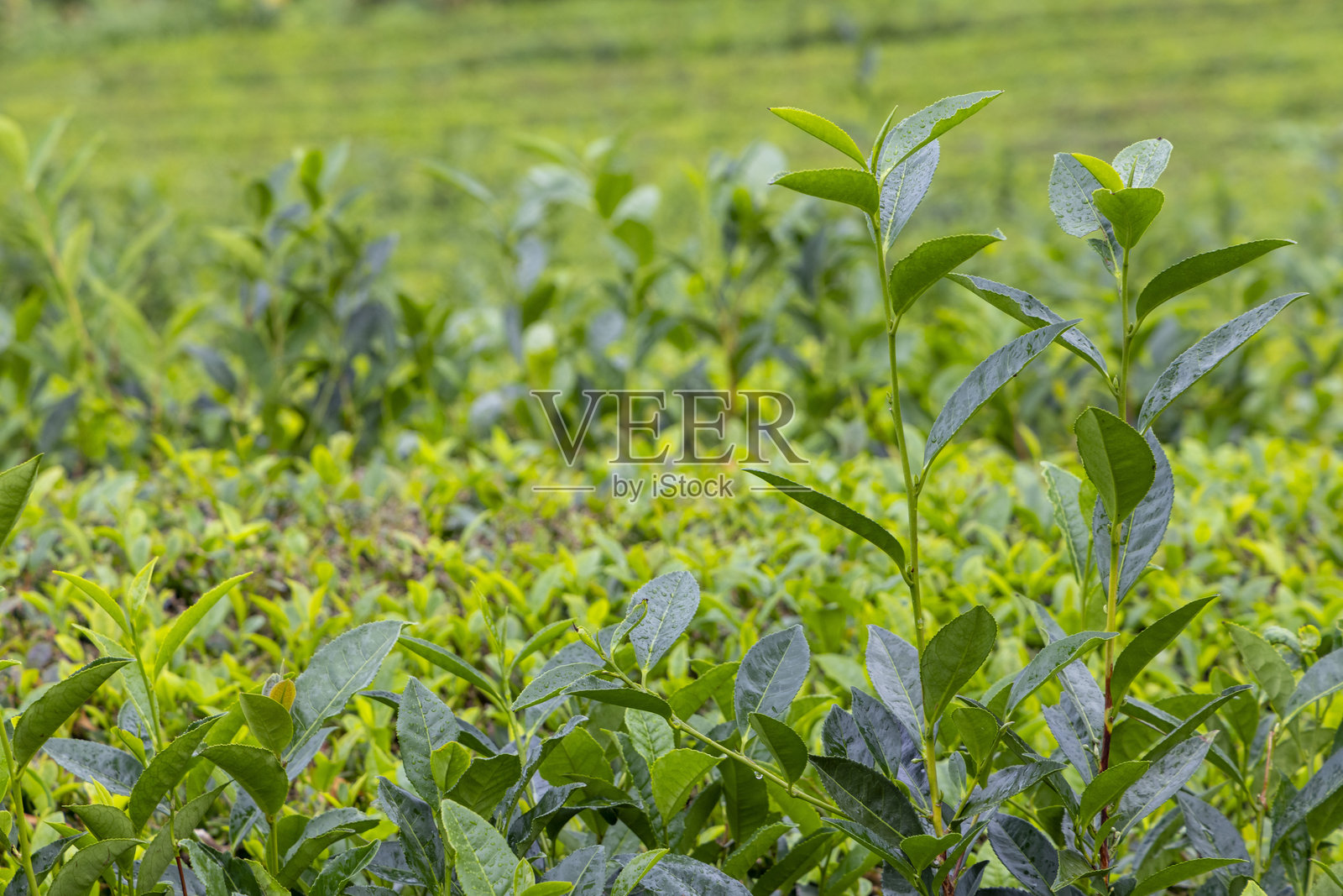 圣米格尔岛，亚速尔群岛的茶园，茶树（Camellia sinensis）的叶子上有水珠照片摄影图片