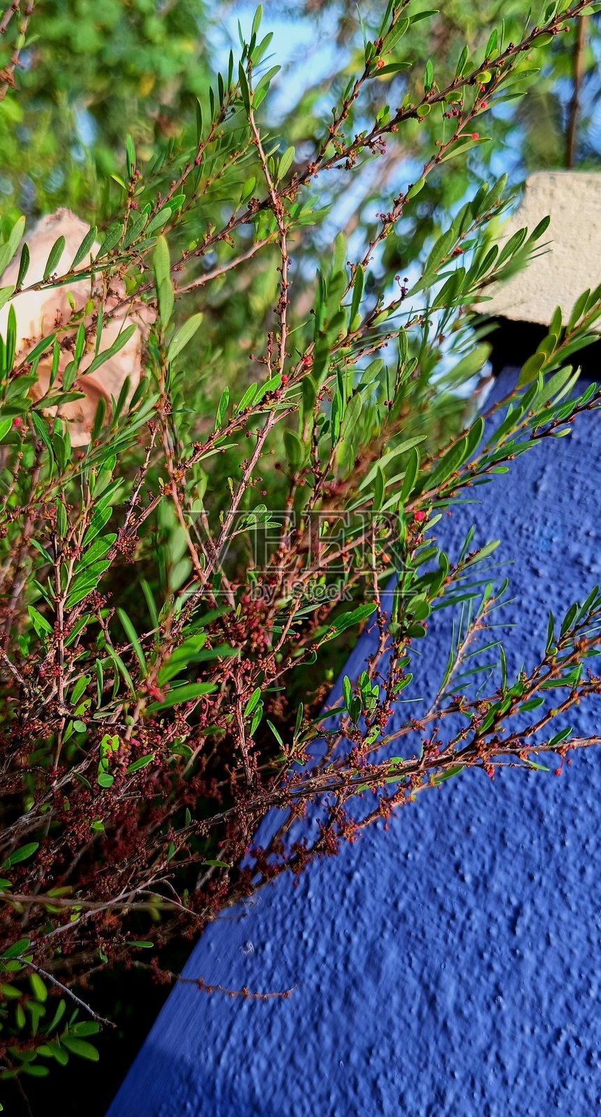 绿色叶子剪裁 - 植物花园设计照片摄影图片