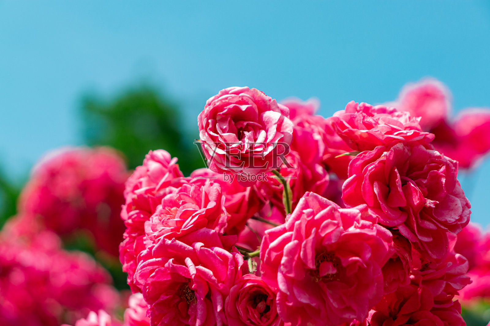 粉色的花园玫瑰，背景是晴朗的天空照片摄影图片