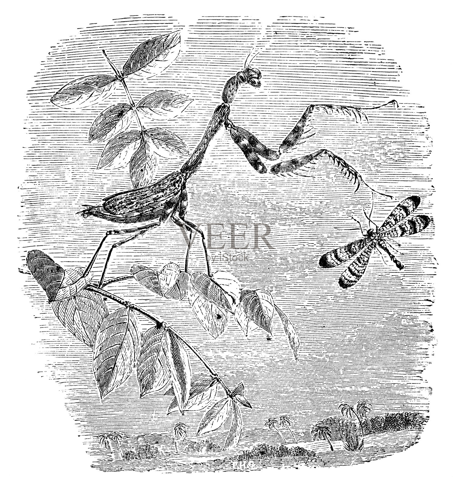 卡罗莱纳祈祷大螳螂 (Stagmomantis Carolina) - 19世纪插画图片素材