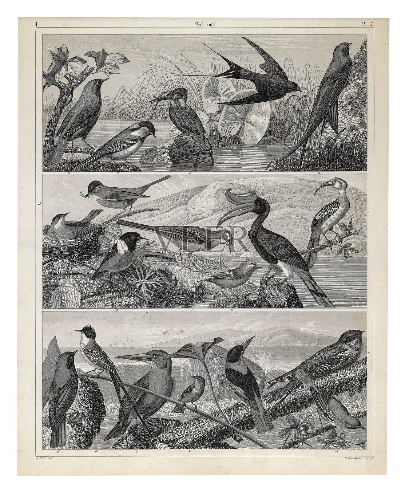 雀形目、佛法僧目和林鸱目代表的1851年版古老雕版插画插画图片素材