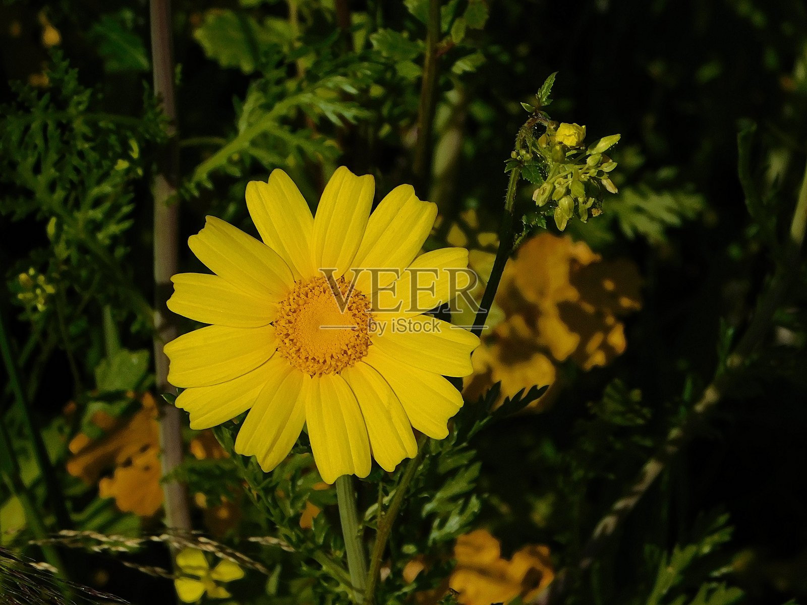 野生的黄色雏菊照片摄影图片