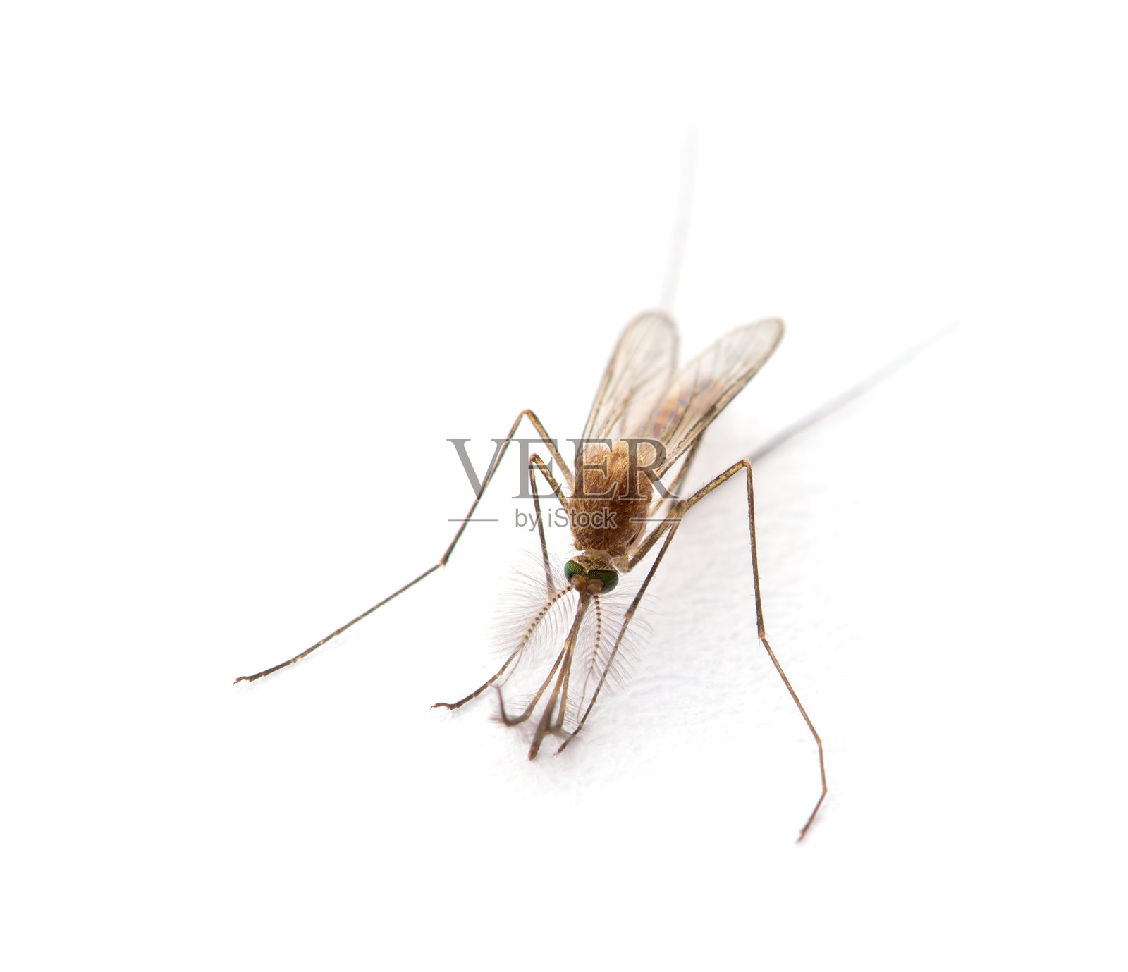蚊子超级微距图，孤立在白色背景上。照片摄影图片